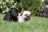 BOULEDOGUE FRANCAIS 462
